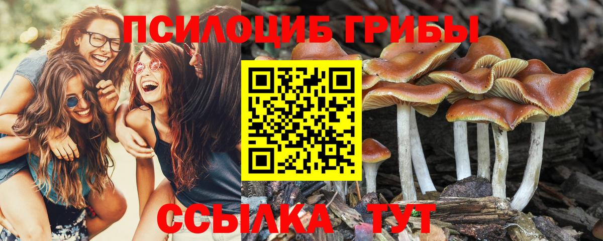 Галлюциногенные грибы Psilocybine cubensis Чита